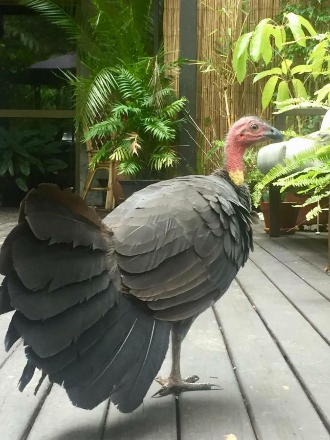 TinbeerwahNoosa Hinterland Retreat公寓 外观 照片